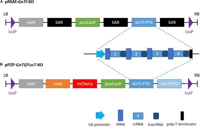 Inactivation of N-Acetylglucosaminyltransferase I and α1,3-Fucosyltransferase Genes in Nicotiana tabacum BY-2 Cells Results in Glycoproteins With Highly Homogeneous, High-Mannose N-Glycans
